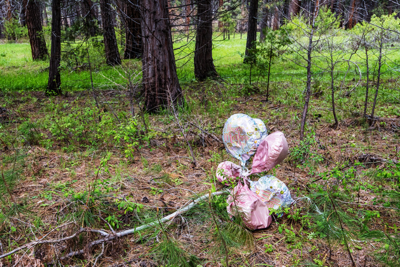 A festive bunch of mylar balloons littering the floor of a lush forest